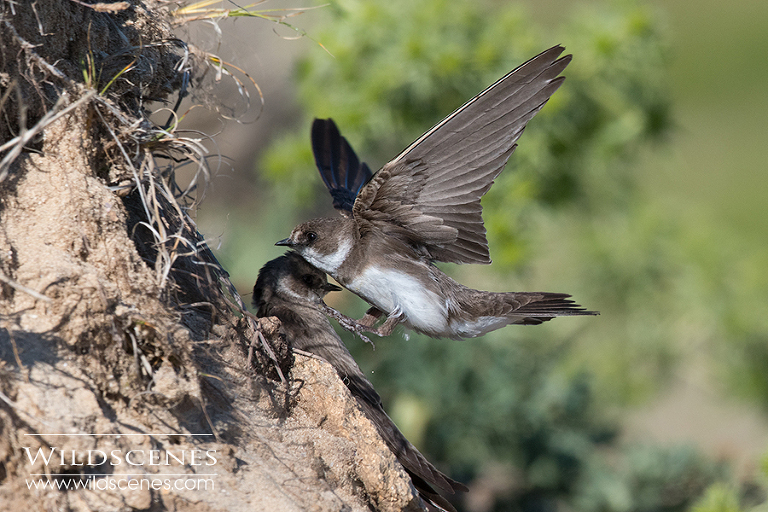 sand martin approaching the nest hole