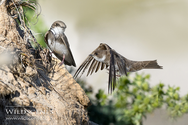 sand martin approaching the nest hole