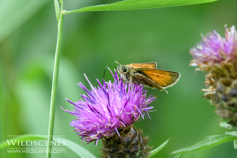 small skipper butterfly