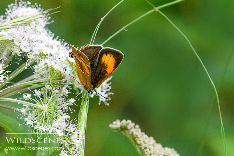 brown hairstreak butterfly Chambers Woods