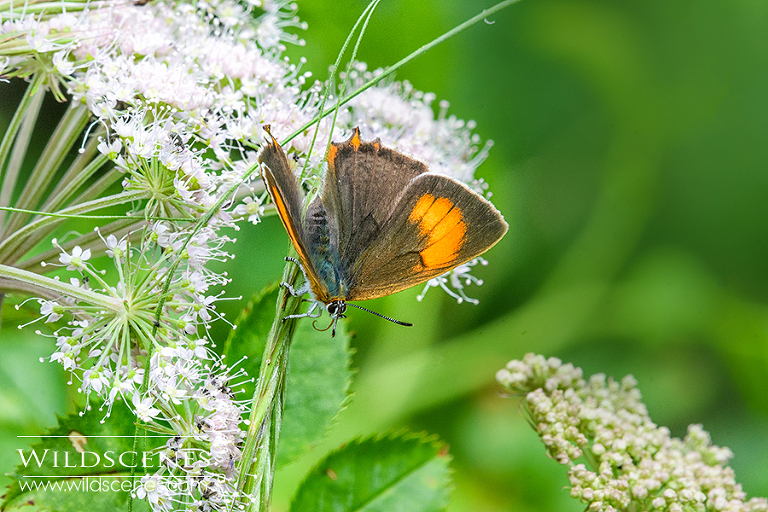 brown hairstreak butterfly Chambers Farm Woods