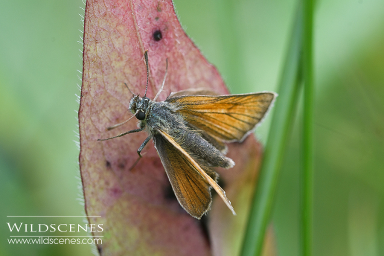 small skipper