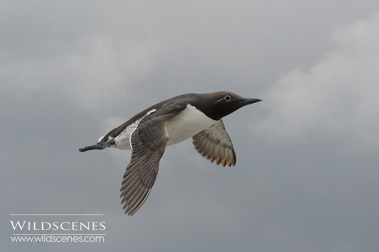 bridled guillemot Farne Islands