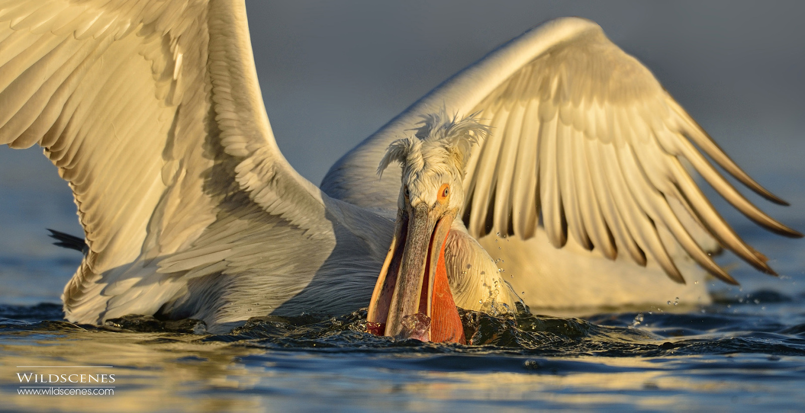 Dalmatian pelican