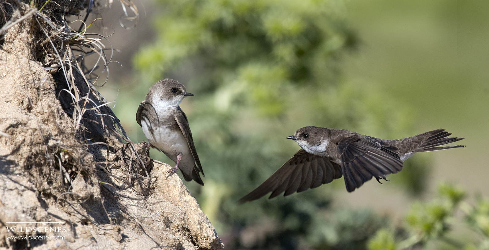 sand martin