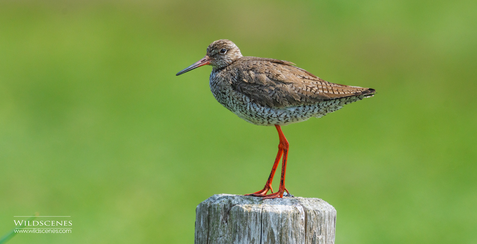 Redshank on Texel