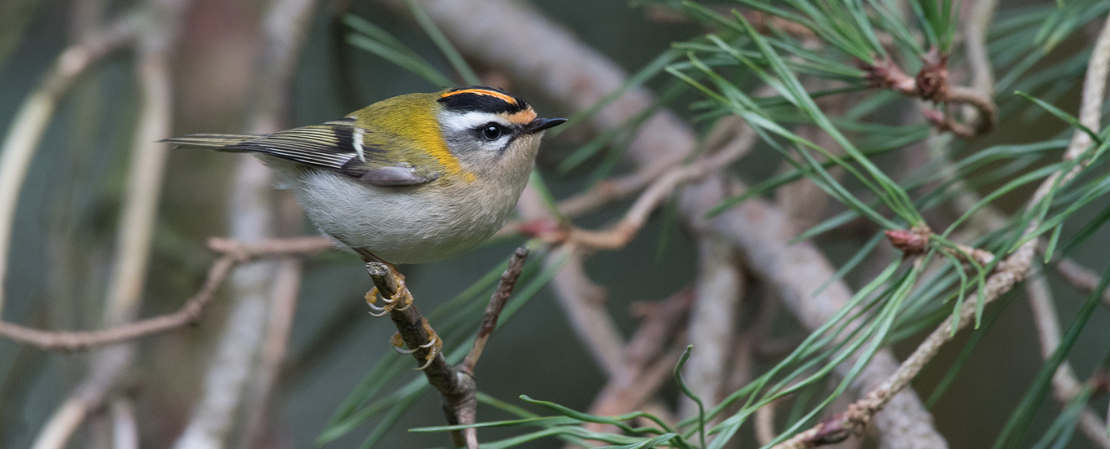 firecrest in Wiltshire