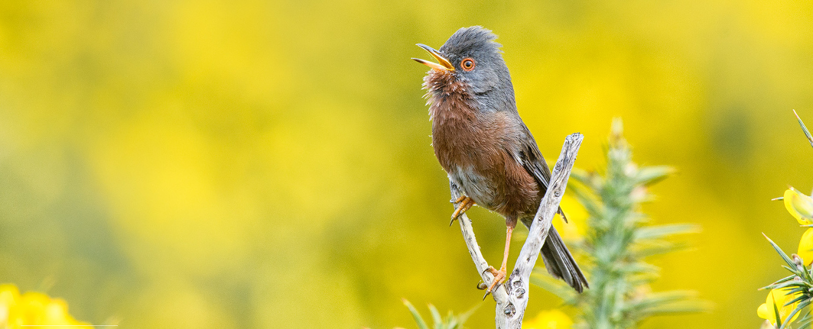 Dartford warbler