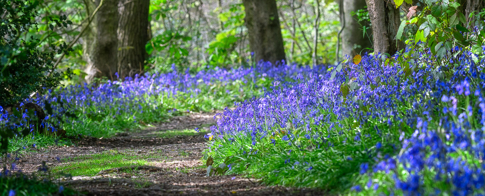 Bluebells at Walton Hall