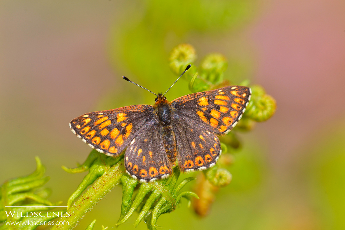 Duke of Burgundy (Hamearis lucina)