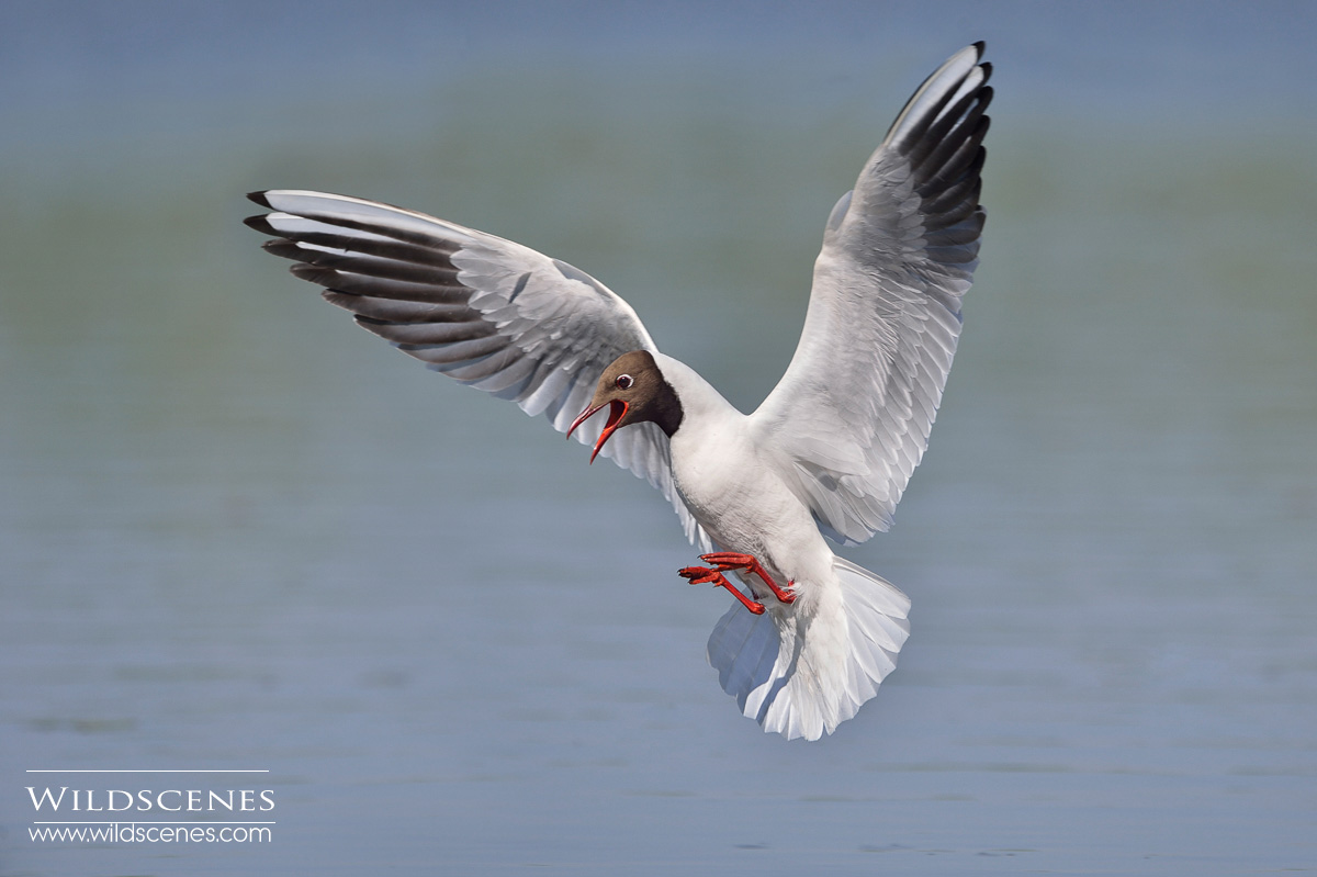 Black-headed Gull
