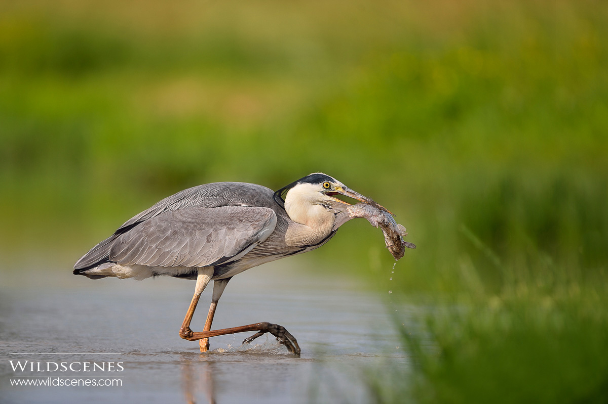 Grey Heron