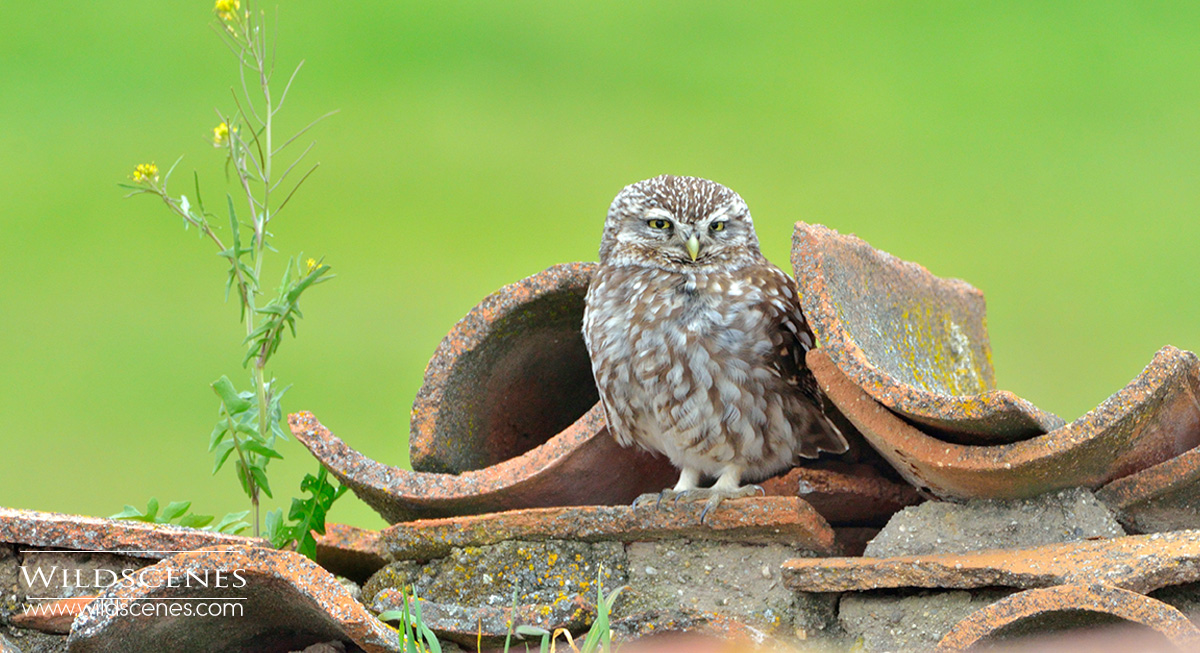 Little owl in Spain