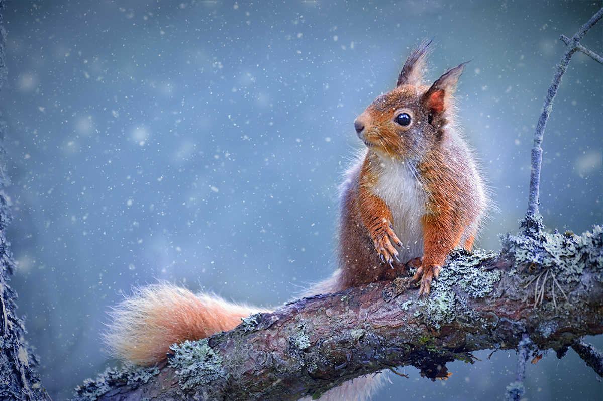 Red squirrel in falling snow