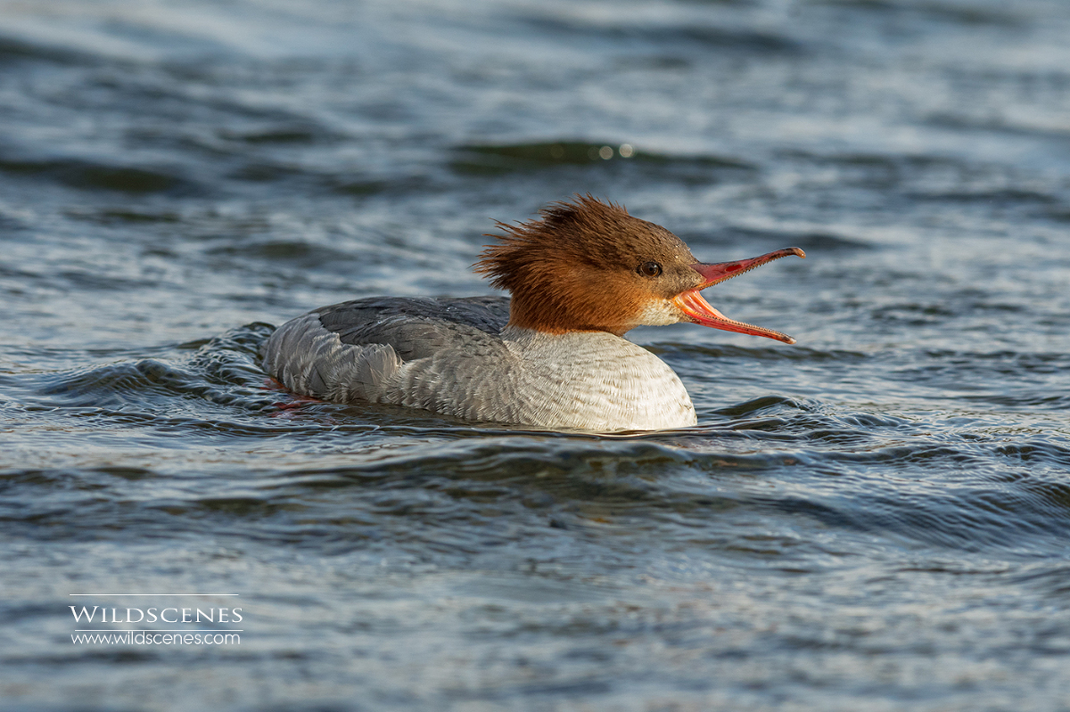 goosander female