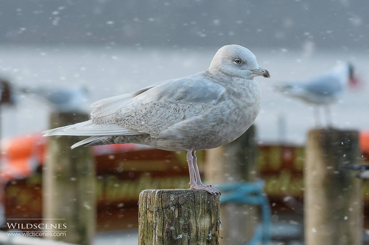 Iceland gull at Bowness on Windemere