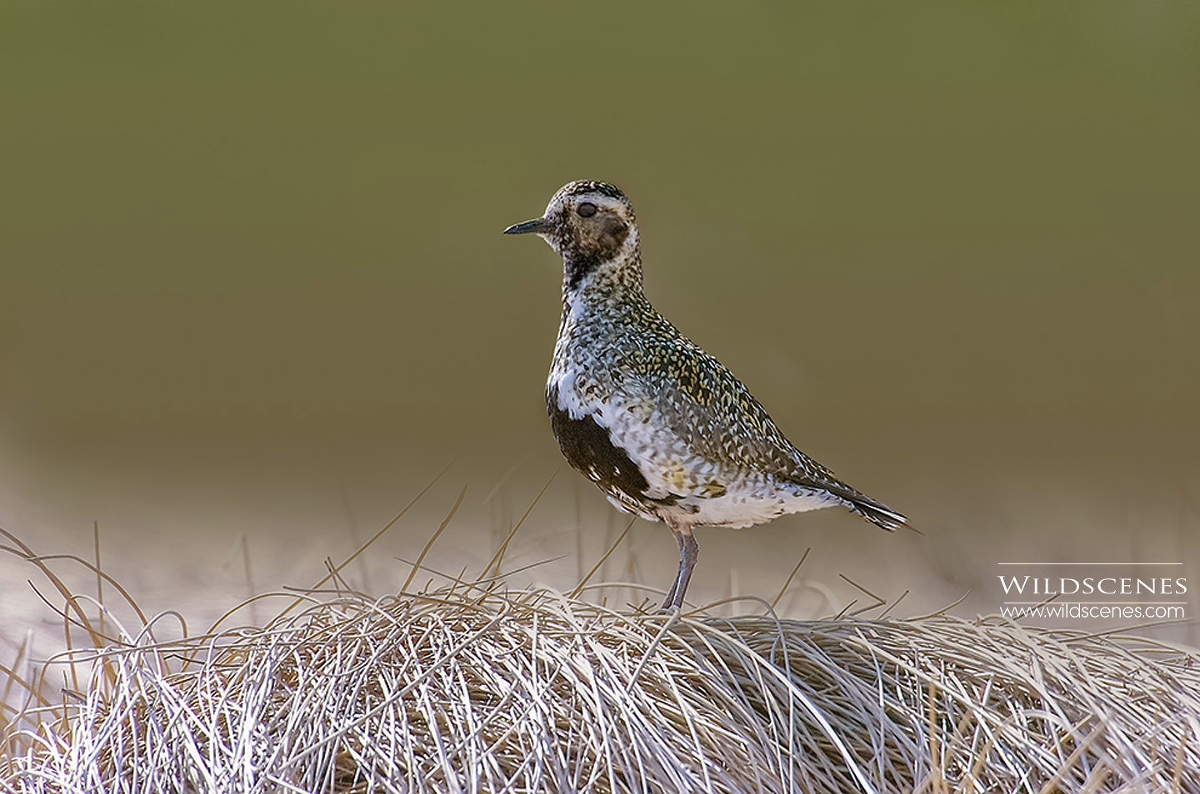 moorland birding golden plover