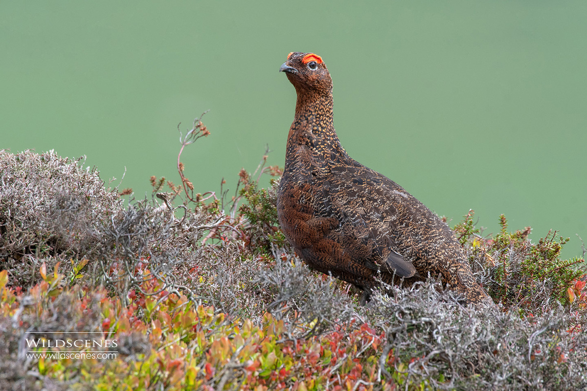 moorland birding : Red Grouse