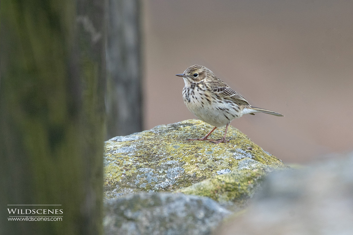 moorland birding : meadow pipit