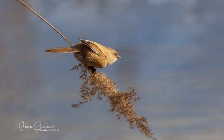 a female bearded tit on reed