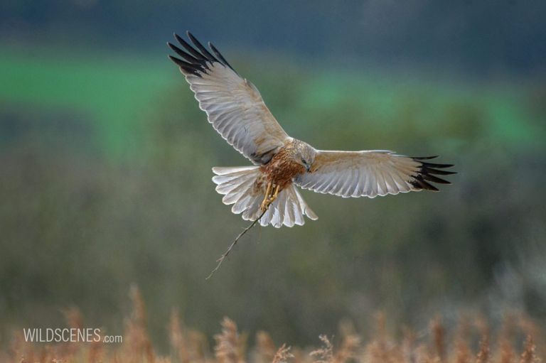 male marsh harrier carrying nesting material by John Gardner 