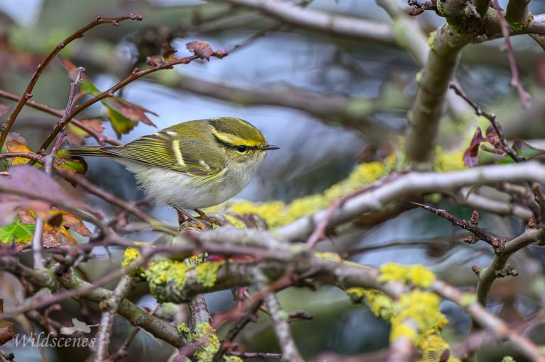 Pallas's warbler at Easingtom. 